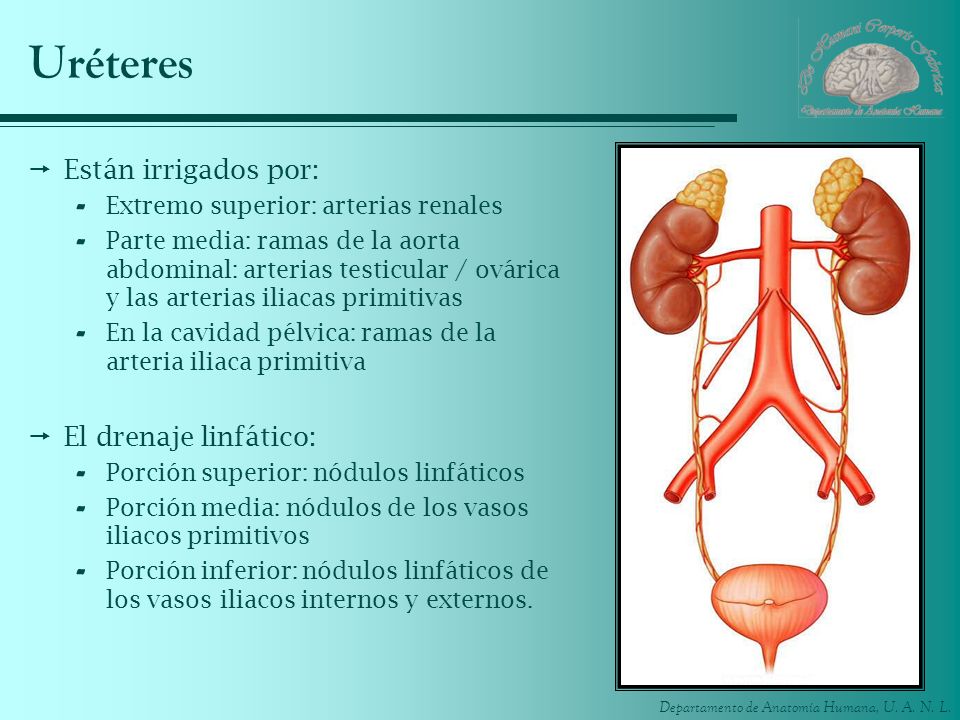 UNIDAD 4. Abdomen. ppt video online descargar